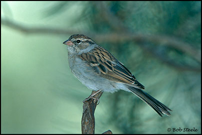 Chipping Sparrow (Spizella passerina)