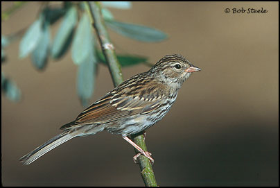 Chipping Sparrow (Spizella passerina)
