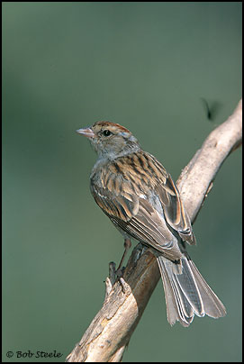 Chipping Sparrow (Spizella passerina)