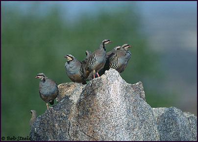 Chukar (Alectoris chukar)
