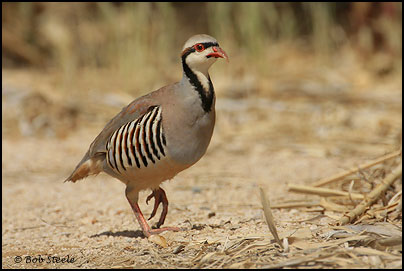 Chukar (Alectoris chukar)