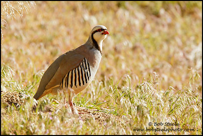 Chukar (Alectoris chukar)