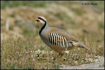 Chukar (Alectoris chukar)