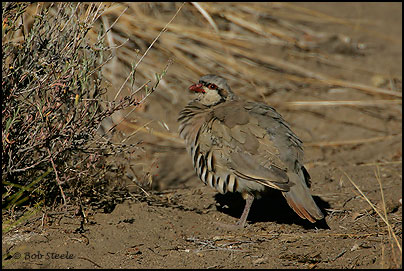 Chukar (Alectoris chukar)