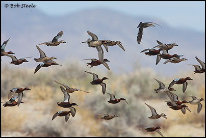Cinnamon Teal (Anas cyanoptera)
