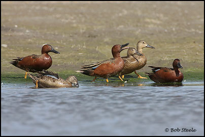 Cinnamon Teal (Anas cyanoptera)