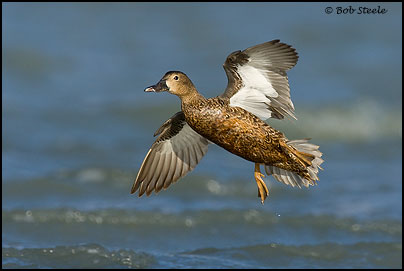 Cinnamon Teal (Anas cyanoptera)