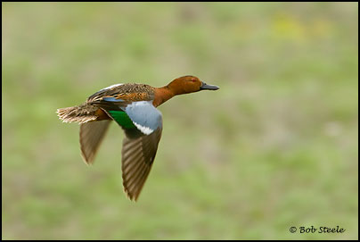 Cinnamon Teal (Anas cyanoptera)
