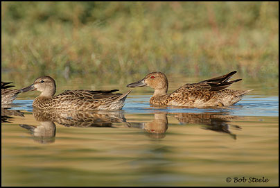 Cinnamon Teal (Anas cyanoptera)