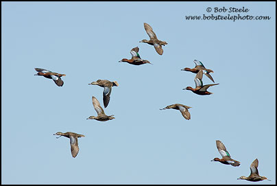 Cinnamon Teal (Anas cyanoptera)