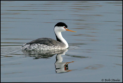 Clark's Grebe (Aechmophorus clarkii)