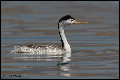 Clark's Grebe (Aechmophorus clarkii)