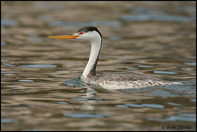 Clark's Grebe (Aechmophorus clarkii)