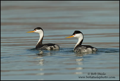 Clark's Grebe (Aechmophorus clarkii)