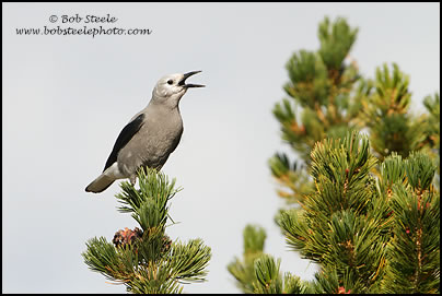Clark's Nutcracker (Nucifraga columbiana)