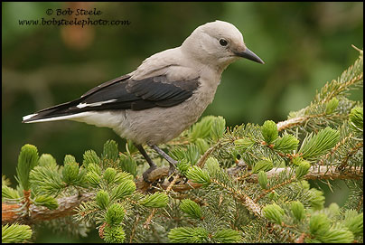 Clark's Nutcracker (Nucifraga columbiana)