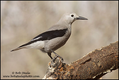 Clark's Nutcracker (Nucifraga columbiana)