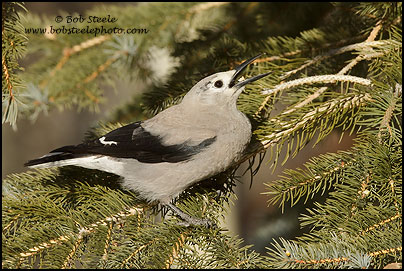 Clark's Nutcracker (Nucifraga columbiana)