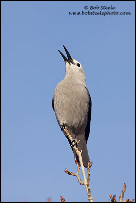 Clark's Nutcracker (Nucifraga columbiana)