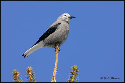 Clark's Nutcracker (Nucifraga columbiana)