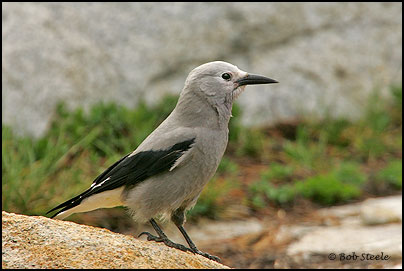 Clark's Nutcracker (Nucifraga columbiana)