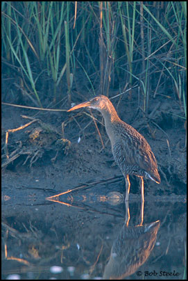 Clapper Rail (Rallus longirostris)