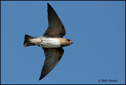 Cliff Swallow (Petrochelidon pyrrhonota)