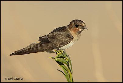 Cliff Swallow (Petrochelidon pyrrhonota)