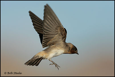 Cliff Swallow (Petrochelidon pyrrhonota)