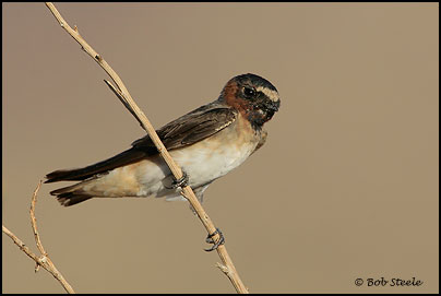 Cliff Swallow (Petrochelidon pyrrhonota)