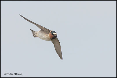 Cliff Swallow (Petrochelidon pyrrhonota)