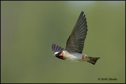 Cliff Swallow (Petrochelidon pyrrhonota)