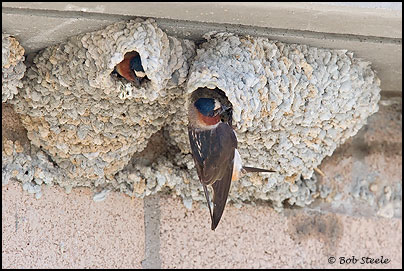 Cliff Swallow (Petrochelidon pyrrhonota)