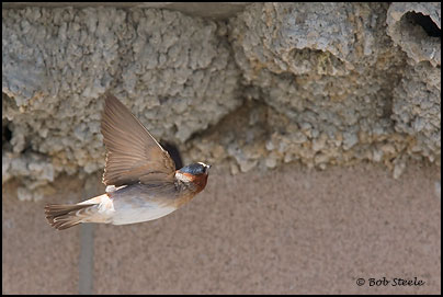 Cliff Swallow (Petrochelidon pyrrhonota)