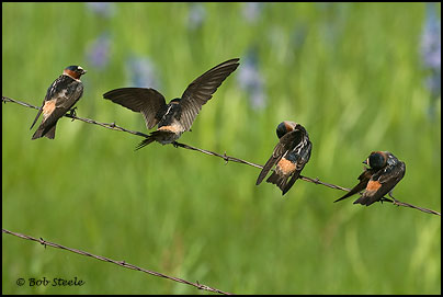 Cliff Swallow (Petrochelidon pyrrhonota)