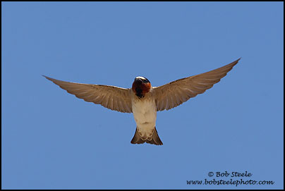 Cliff Swallow (Petrochelidon pyrrhonota)