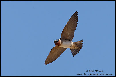 Cliff Swallow (Petrochelidon pyrrhonota)