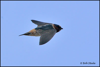 Cliff Swallow (Petrochelidon pyrrhonota)