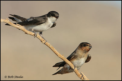 Cliff Swallow (Petrochelidon pyrrhonota)