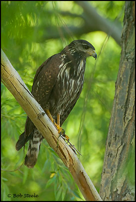 Common Black-Hawk (Buteogallus anthracinus)