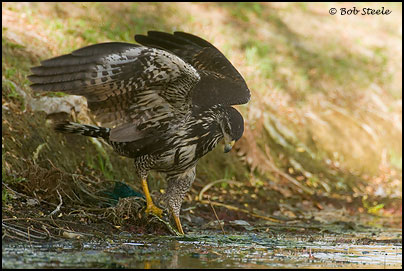 Common Black-Hawk (Buteogallus anthracinus)