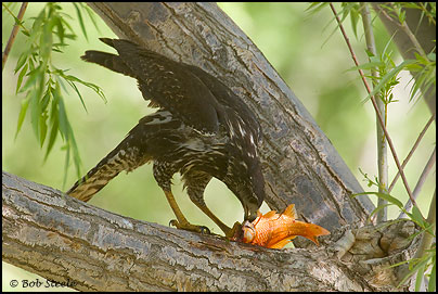Common Black-Hawk (Buteogallus anthracinus)