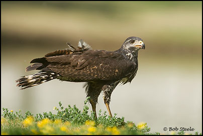 Common Black-Hawk (Buteogallus anthracinus)