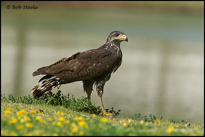 Common Black-Hawk (Buteogallus anthracinus)