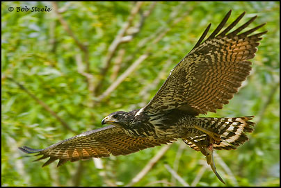 Common Black-Hawk (Buteogallus anthracinus)