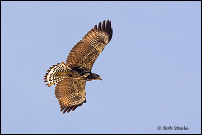 Common Black-Hawk (Buteogallus anthracinus)