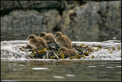Common Eider (Somateria mollissima)