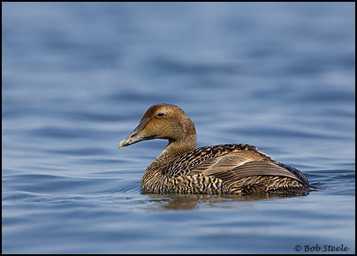 Common Eider (Somateria mollissima)