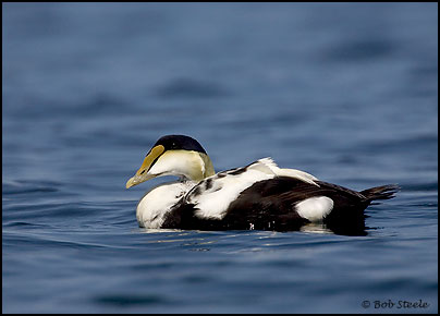 Common Eider (Somateria mollissima)