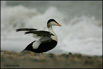 Common Eider (Somateria mollissima)